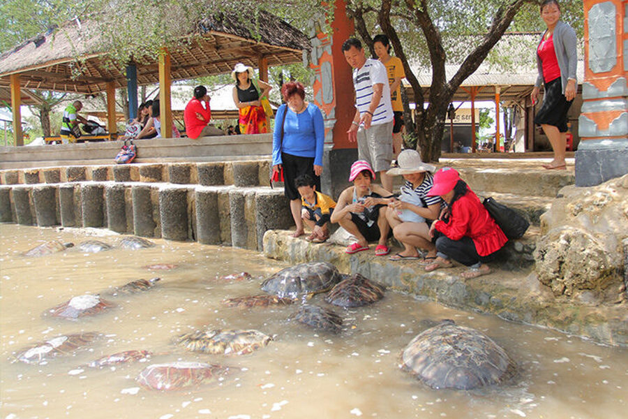 turtle-island-bali