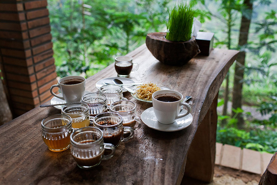 bali adventure tour, coffee plantation